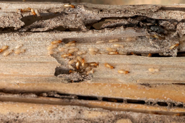 Best Emergency Pest Control  in Vista Santa Rosa, CA