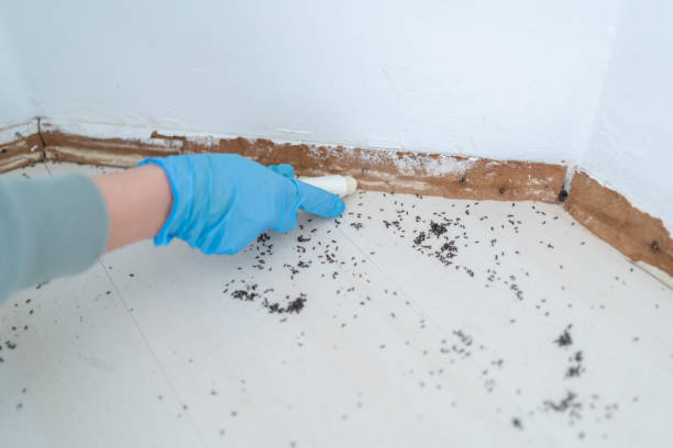 Best Residential Pest Control  in Vista Santa Rosa, CA